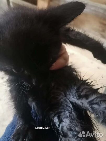 Кошки в добрые руки бесплатно