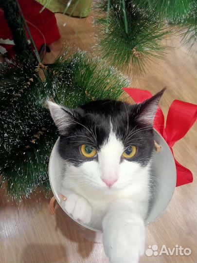 Кошки