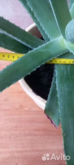 Алое лечебное разные