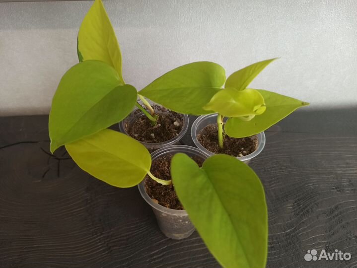 Комнатные растения