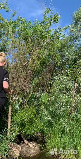 Ива ломкая 'Bullata'