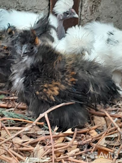 Молодые петрушки китайских шелков