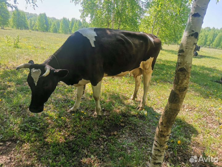 Коровы дойные молочные