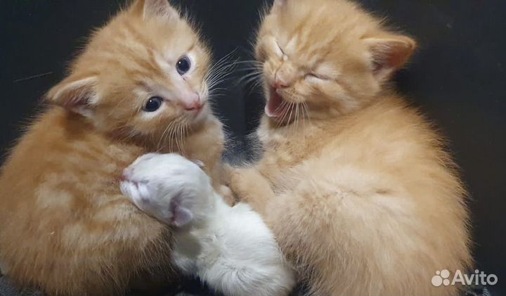 Котята в добрые руки