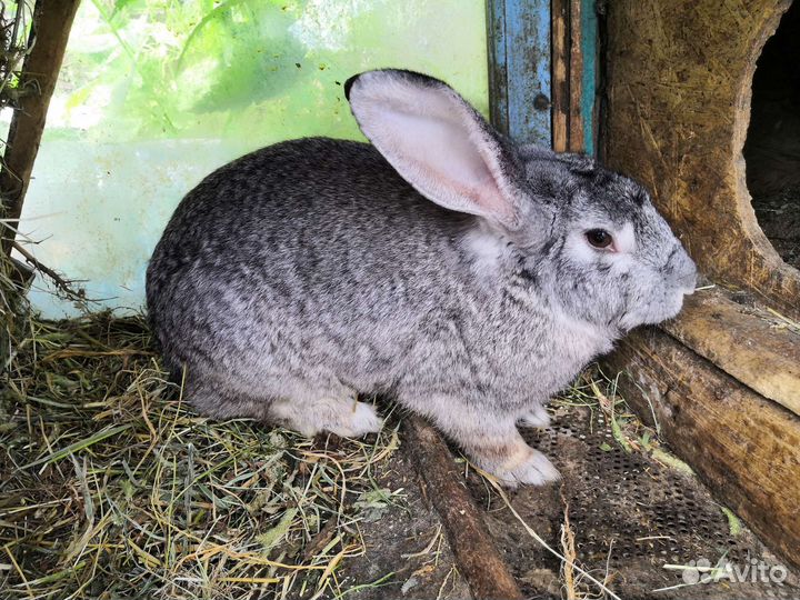 Крольчиха полтавское серебро
