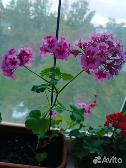 Пеларгония герань разных цветов