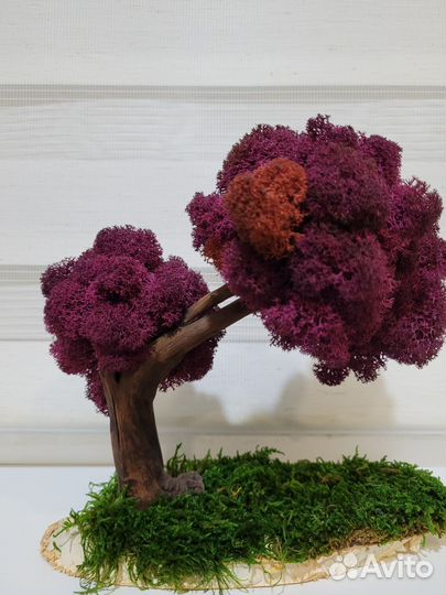 Бонсай Топиарий