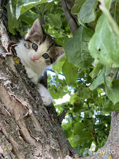 Котёнок 1,5 месяца