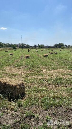 Сено в квадратных тюках суданка