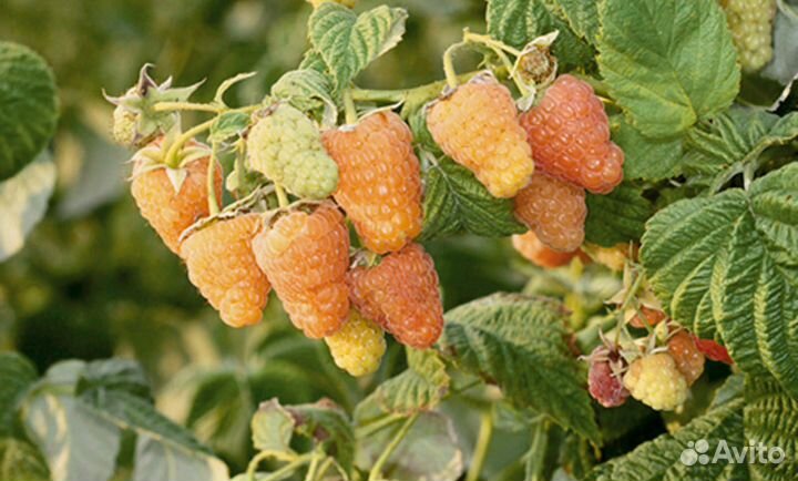 Кусты малины ремонтантной 