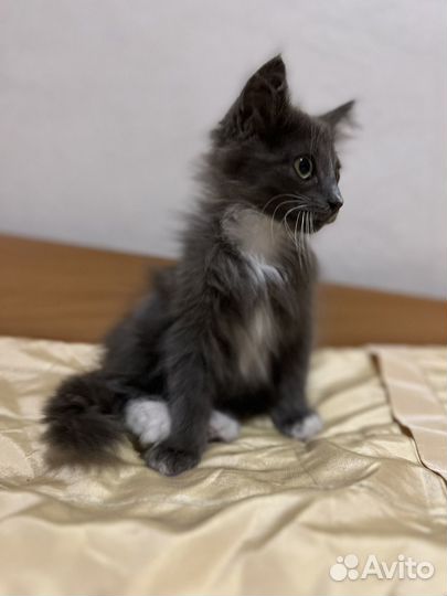 Котята в добрые руки мальчики