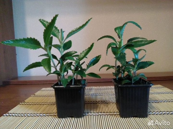 Каланхоэ Дегремона (Kalanchoe daigremontiana)