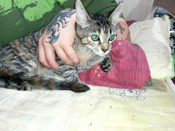 Котенок мейн-кун