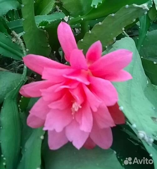 Эуфорбия эпифиллум