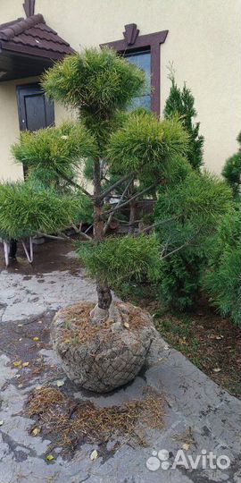 Сосна бонсай