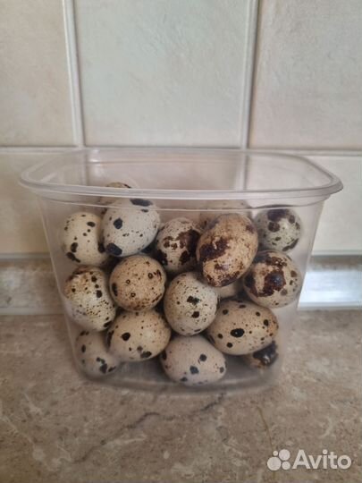 Яйца перепелиные домашние