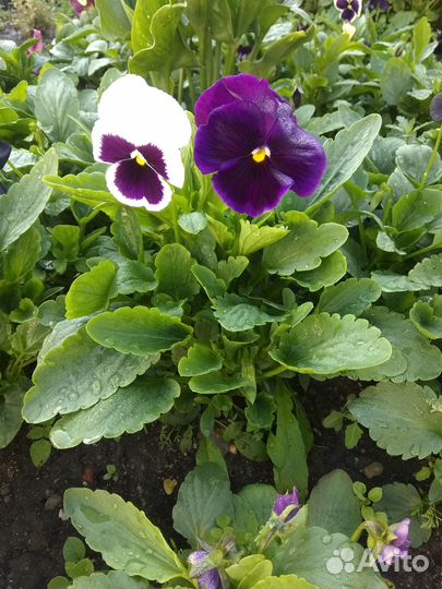 Рассада цветов виола