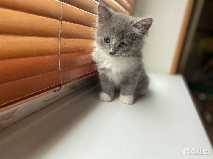 Кошки в добрые руки бесплатно