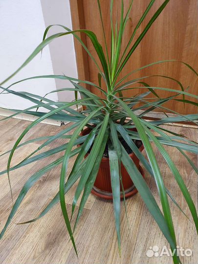 Пальма драцена