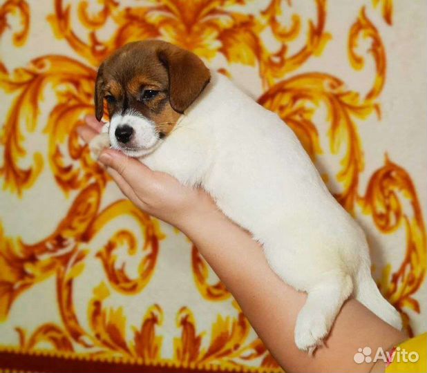 Джек рассел