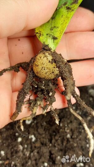 Замиокулькас