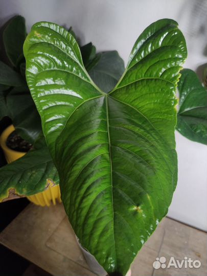 Антуриум Хэппи Бани