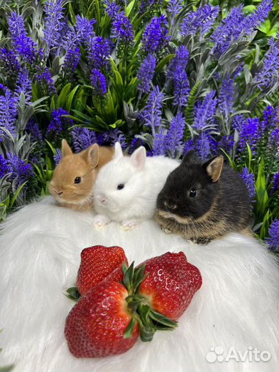 Элитные кролики мини(маленькие ушки)