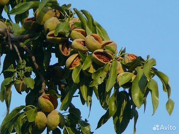 Саженцы миндаля