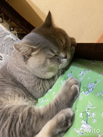 Вязка с Шотландским котом