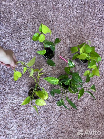 Сциндапсус неон, эпипремнум