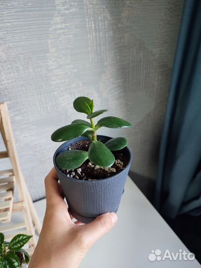 Комнатные цветы растения