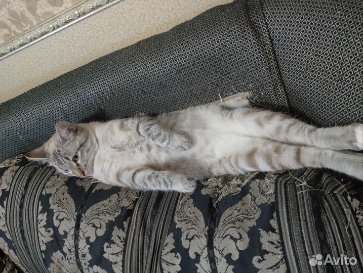 Котик в добрые руки