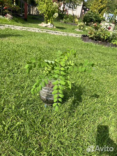 Саженцы акации белой (робиния)