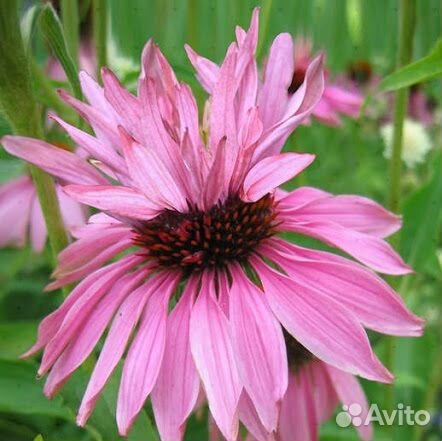 Саженцы эхинацей