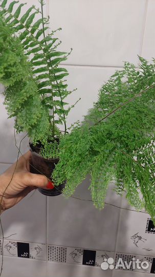 Папоротник 