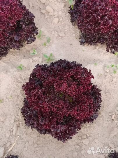 Салат Айсберг