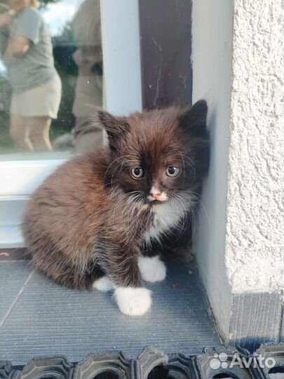 Котята в добрые заботливые руки