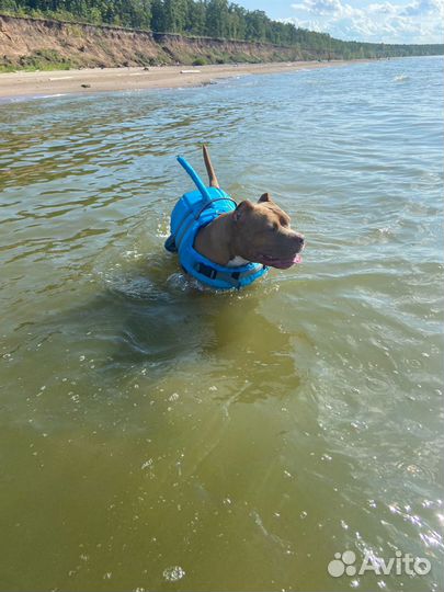 Спасательный жилет для собак