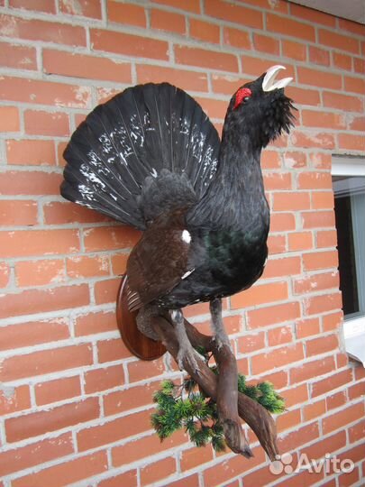 Чучело глухаря