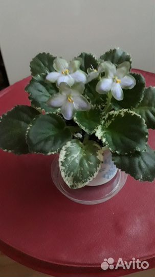 Фиалка-стартер