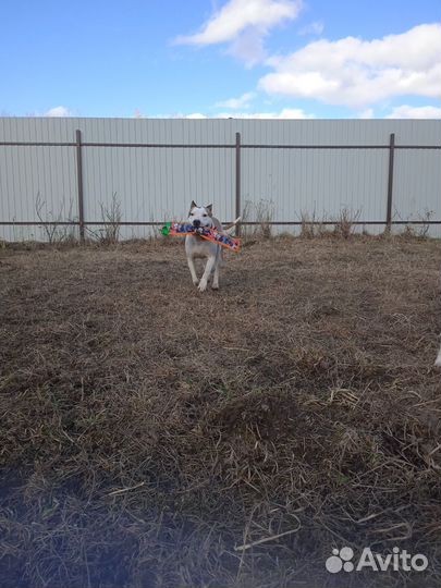 Товары для собак с индивидуальным дизайном