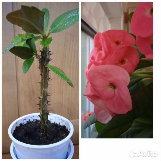 Комнатные цветы