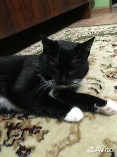 Ищем дом для славной кошечки