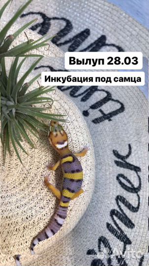 Эублефар