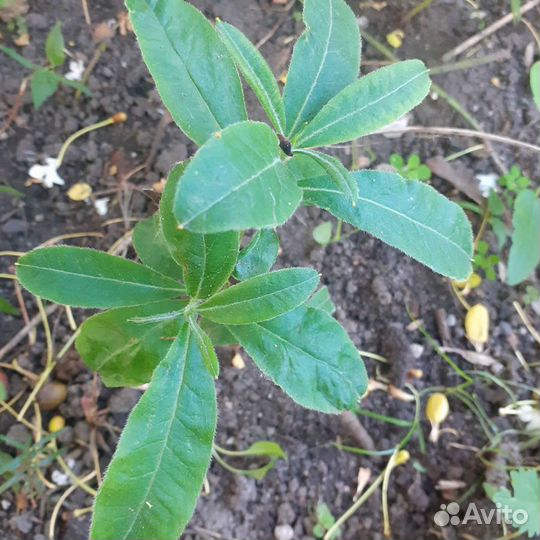 Саженцы многолетних цветов и деревьев
