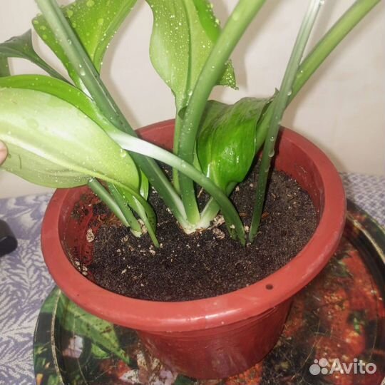 Эухарис амазонская лилия