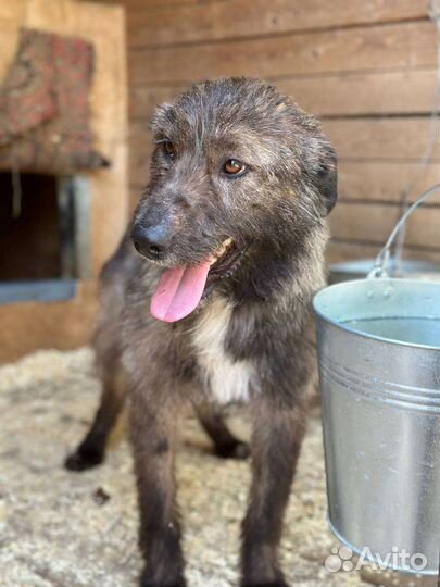 Добродушный Кельт грустит в приюте