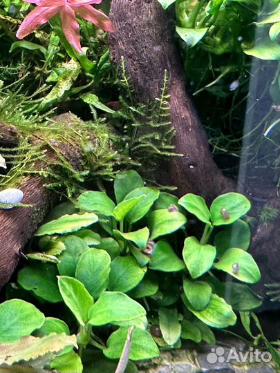 Аквариумные растения