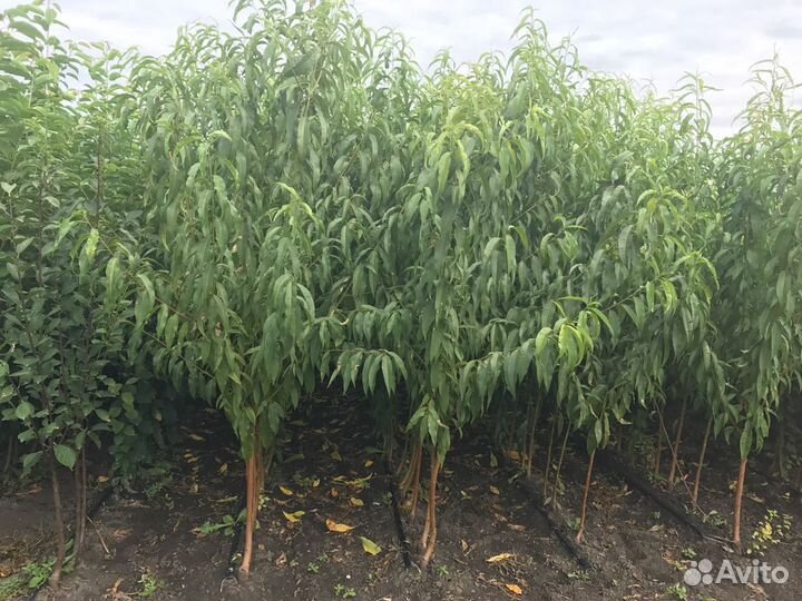 Саженцы плодовых деревьев яблоня