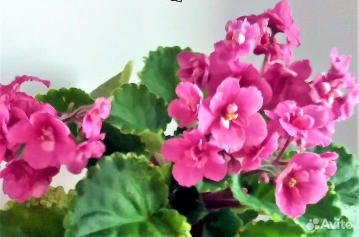 Сортовые фиалки набор 3 вида